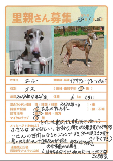 犬（イタリアングレーハウンド）