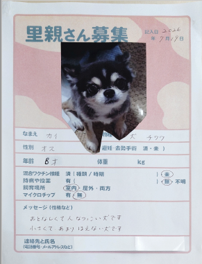 犬（チワワ）