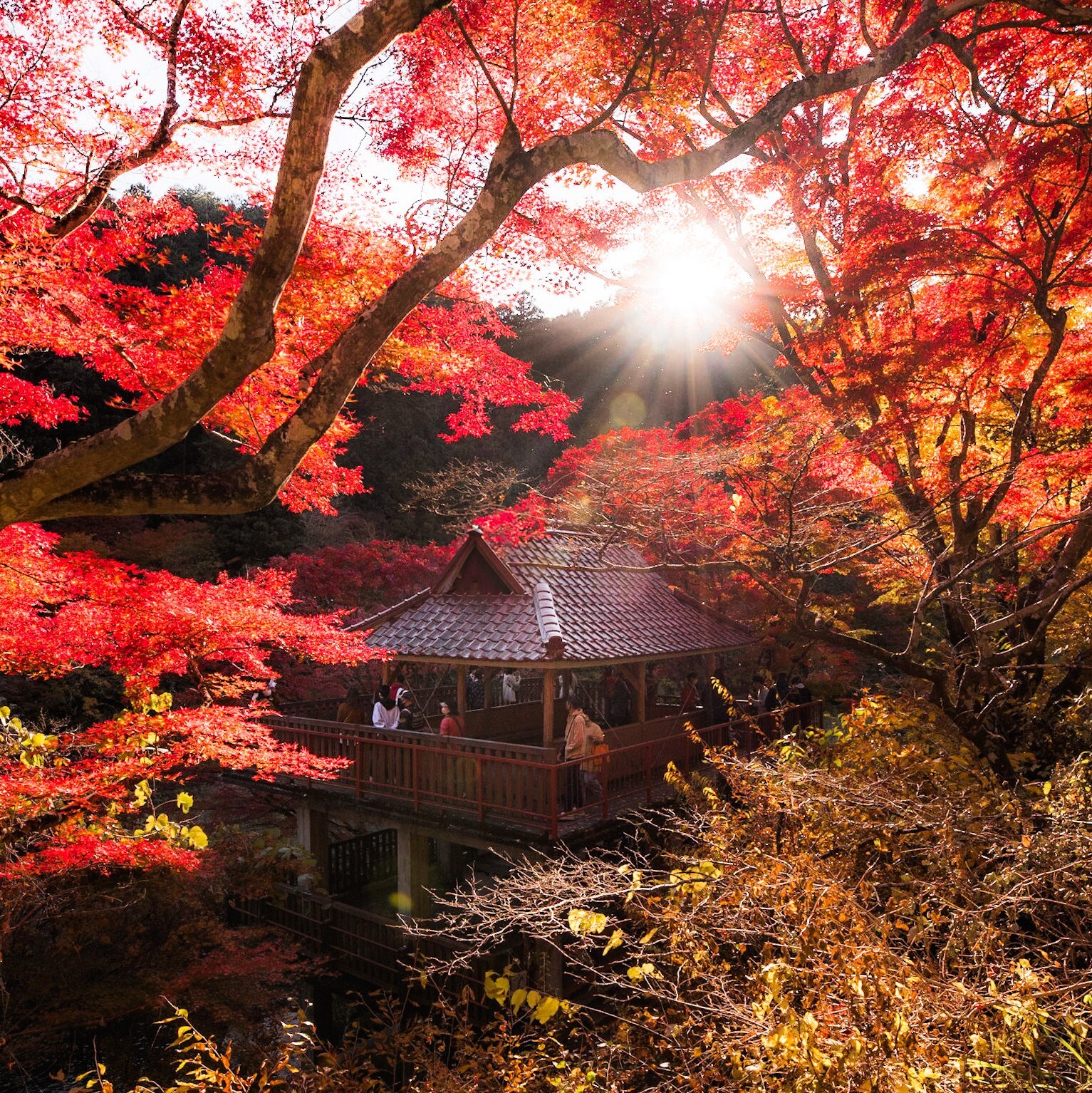写真:紅葉(外部リンク・新しいウインドウで開きます)