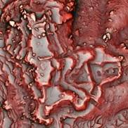 大給城赤色立体地図（写真）