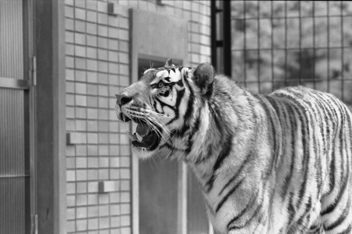 シベリアトラのオマー