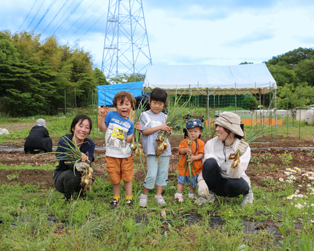 HOMIわいわい農園での収穫の様子