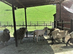 ＜昨年の毛刈りの様子＞1画像