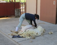 ＜昨年の毛刈りの様子＞2画像