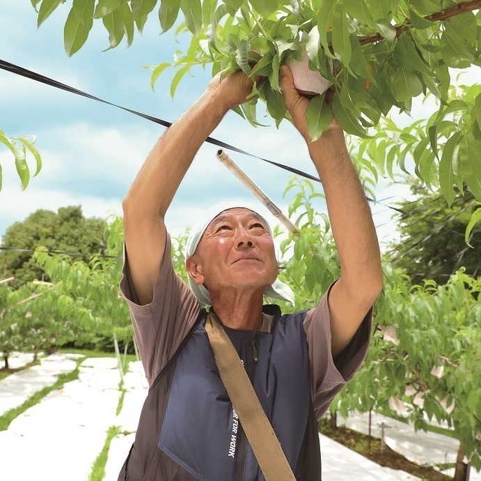 桃を収穫する森さん
