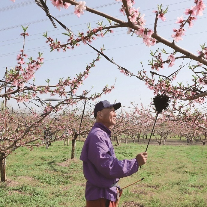 授粉をしている様子