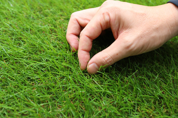 芝生をさわる川角さん