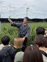 茶摘み