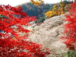 写真：小原四季桜