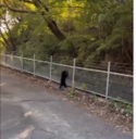 ＜目撃されたクマ＞画像