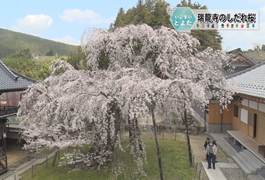 写真：瑞龍寺のしだれ桜