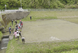 写真：小原中部小学校 全校児童で田植え