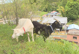 写真：ヤギの放牧による環境保全型除草を下山支所の北側法面で開始