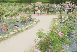 写真：とよた季節便り 西山公園のバラ園