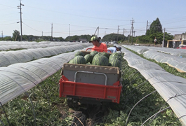 写真：さなげのスイカ出荷ピーク