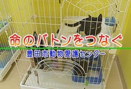 写真：命のバトンをつなぐ 豊田市動物愛護センター