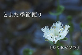 写真：シラヒゲソウ