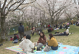 写真：平戸橋桜まつり2022