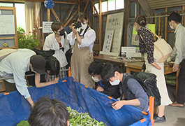 写真：いなぶまゆっこクラブ 蚕の飼育自由参観日