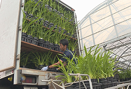 写真：シンビジウムの山上げ作業