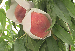 写真：「とよたの桃」収穫始まる