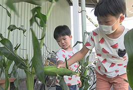 写真：とうもろこし もぎとり体験