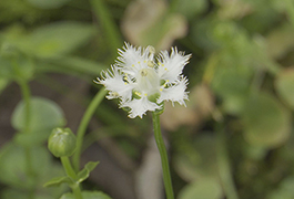 写真：シラヒゲソウの花が咲き始めました