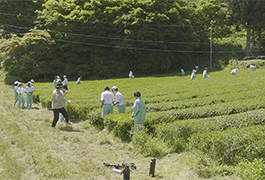 写真：下山中学校の1年生が茶摘みを体験