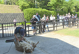 写真：鞍ケ池公園動物園でヒツジの毛刈り