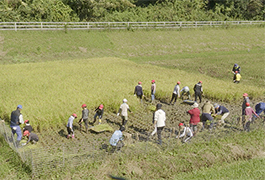 写真：小原中部小学校の全校児童が稲刈りを体験