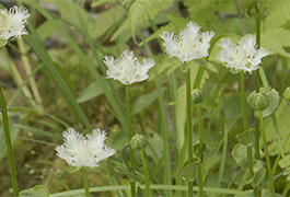 写真：シラヒゲソウの花が見頃