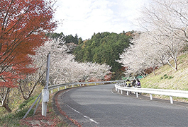 写真：四季桜ウオーク大会