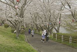 写真：平戸橋桜まつり2024