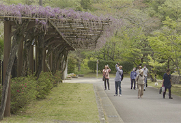 写真：ふじまつり