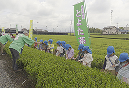 写真：新茶の茶摘み体験と手もみ講習会