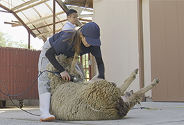 写真：鞍ケ池公園動物園でヒツジの毛刈り