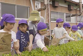 写真：新茶の手もみ講習会と茶摘み体験