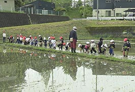 写真：小原中部小学校の全校児童が田植え