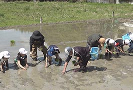 写真：新盛小学校の児童が田植え体験