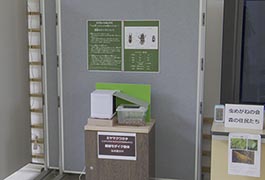 写真：自然観察の森でミヤマクワガタの雌雄モザイク個体を展示
