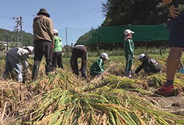 写真：新盛小学校 全校児童で稲刈り