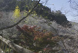 写真：小原四季桜まつり