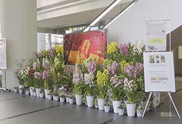 写真：花の展示会「ウィンター・プリンセス プロジェクト」