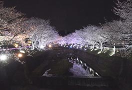 写真：飯野川桜並木ライトアップ2026