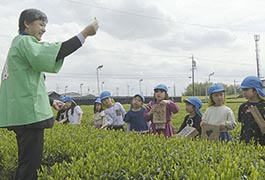 写真：新茶の茶摘み体験と手もみ講習会