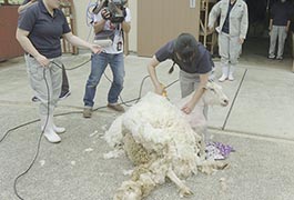 写真：鞍ケ池公園動物園でヒツジの毛刈り