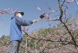 写真：とよたの桃 人工授粉始まる