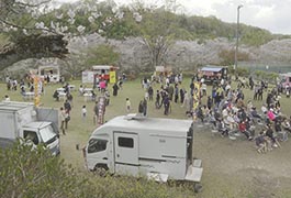 写真：平戸橋桜まつり2026