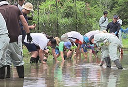 写真：赤とんぼ米 田植え体験