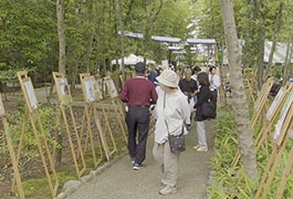 写真：初夏､森の手ざわり2026